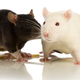Illustration for article titled Brain Implant Allows Rats to Communicate Telepathically